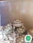tortugas-sulcatas-small-4