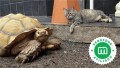 tortugas-sulcatas-small-7