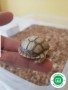 tortugas-sulcatas-small-1
