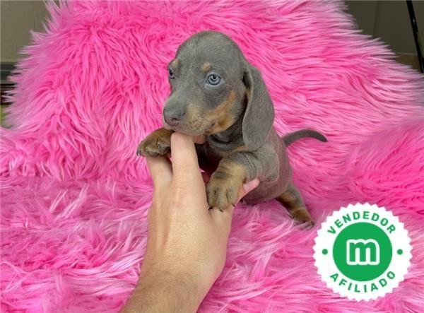 daschund-miniatura-blue-big-0