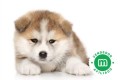 akita-inu-small-0