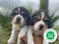 beagles-small-3