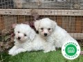 bichon-frise-small-3