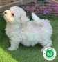 bichon-frise-small-2