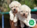 bichon-frise-small-4