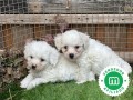 bichon-frise-small-0