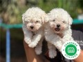 bichon-frise-small-1