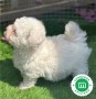 bichon-frise-small-5