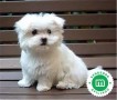 bichon-maltes-small-2