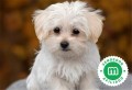 bichon-maltes-small-1