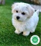 bichon-maltes-small-0