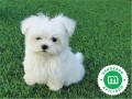 bichon-maltes-small-3