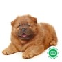 chow-chow-small-1