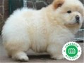 chow-chow-small-0