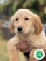 golden-retriever-small-1