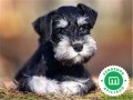 schnauzer-mini-small-0