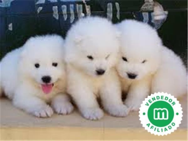 samoyedos-big-1