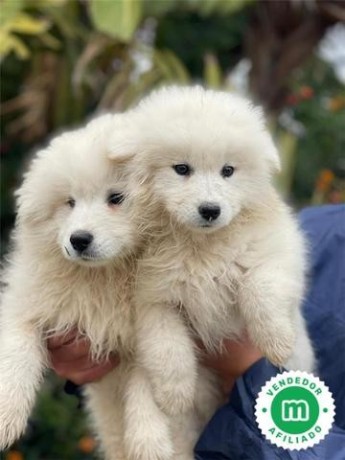 samoyedos-big-0