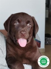 Labradores chocolate y negros garantía 