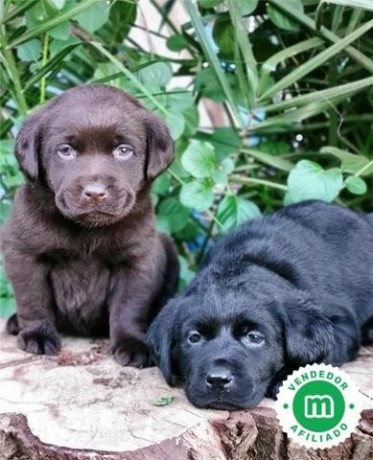 labradores-chocolate-y-negros-garantia-big-3