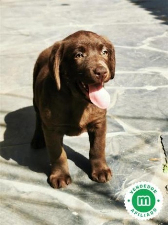 labradores-chocolate-y-negros-garantia-big-6