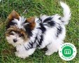 yorkshire-biewer-y-terrier-small-0