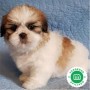 shihtzus-small-0