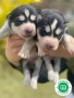 huskys-siberiano-small-0