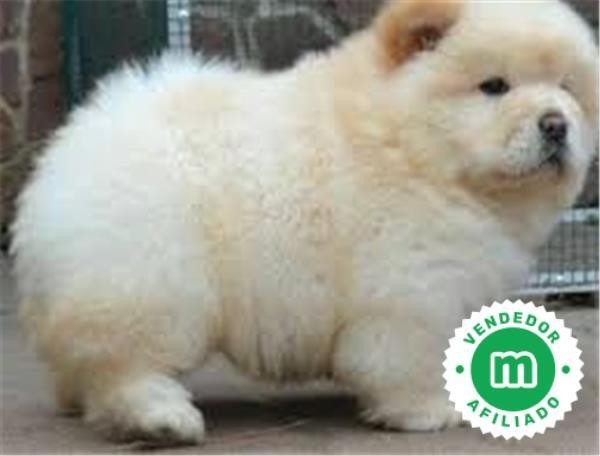 chow-chow-big-1