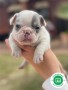 bulldog-frances-small-0