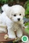 bichon-frise-small-0