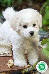 BICHON FRISE 