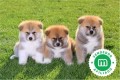 akita-inu-japones-small-0