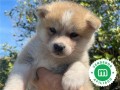 akita-inu-japones-small-1