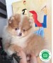 pomerania-mini-hembra-merle-ojos-azules-small-0