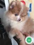 pomerania-mini-hembra-merle-ojos-azules-small-1