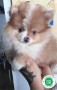 pomerania-mini-hembra-merle-ojos-azules-small-2