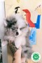 hembra-lulu-de-pomerania-merle-blue-small-0