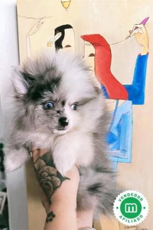 hembra-lulu-de-pomerania-merle-blue-big-0