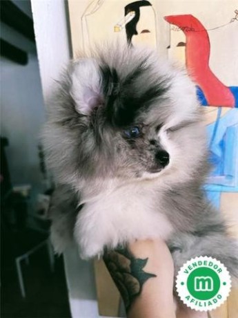 pomerania-mini-merle-blue-big-0