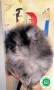 lulu-de-pomerania-merle-macho-small-1