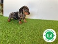 espectacular-cachorrito-mini-teckel-small-4