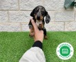 sensacional-cachorra-mini-teckel-merle-small-4