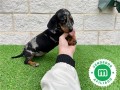 sensacional-cachorra-mini-teckel-merle-small-1