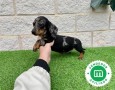 sensacional-cachorra-mini-teckel-merle-small-2