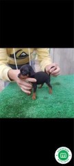 Cachorros mini pincher tenerife