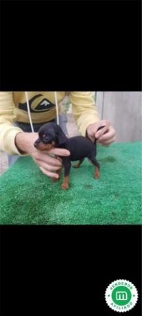 cachorros-mini-pincher-tenerife-big-0