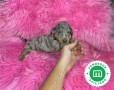 hembra-blue-merle-de-teckel-mini-small-3