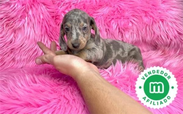 hembra-blue-merle-de-teckel-mini-big-0