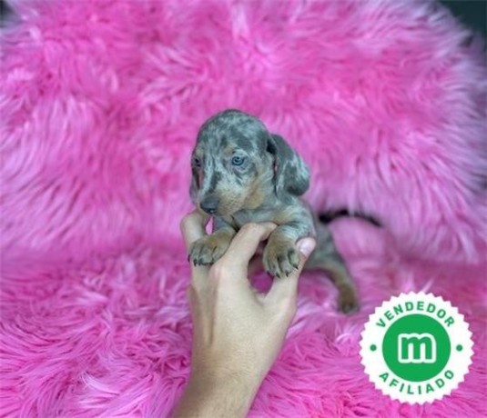 hembra-blue-merle-de-teckel-mini-big-5